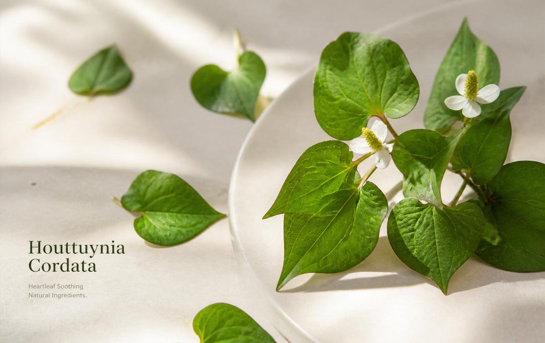 Centella vs. Heartleaf: Which Ingredient Is Better for Your Skin?