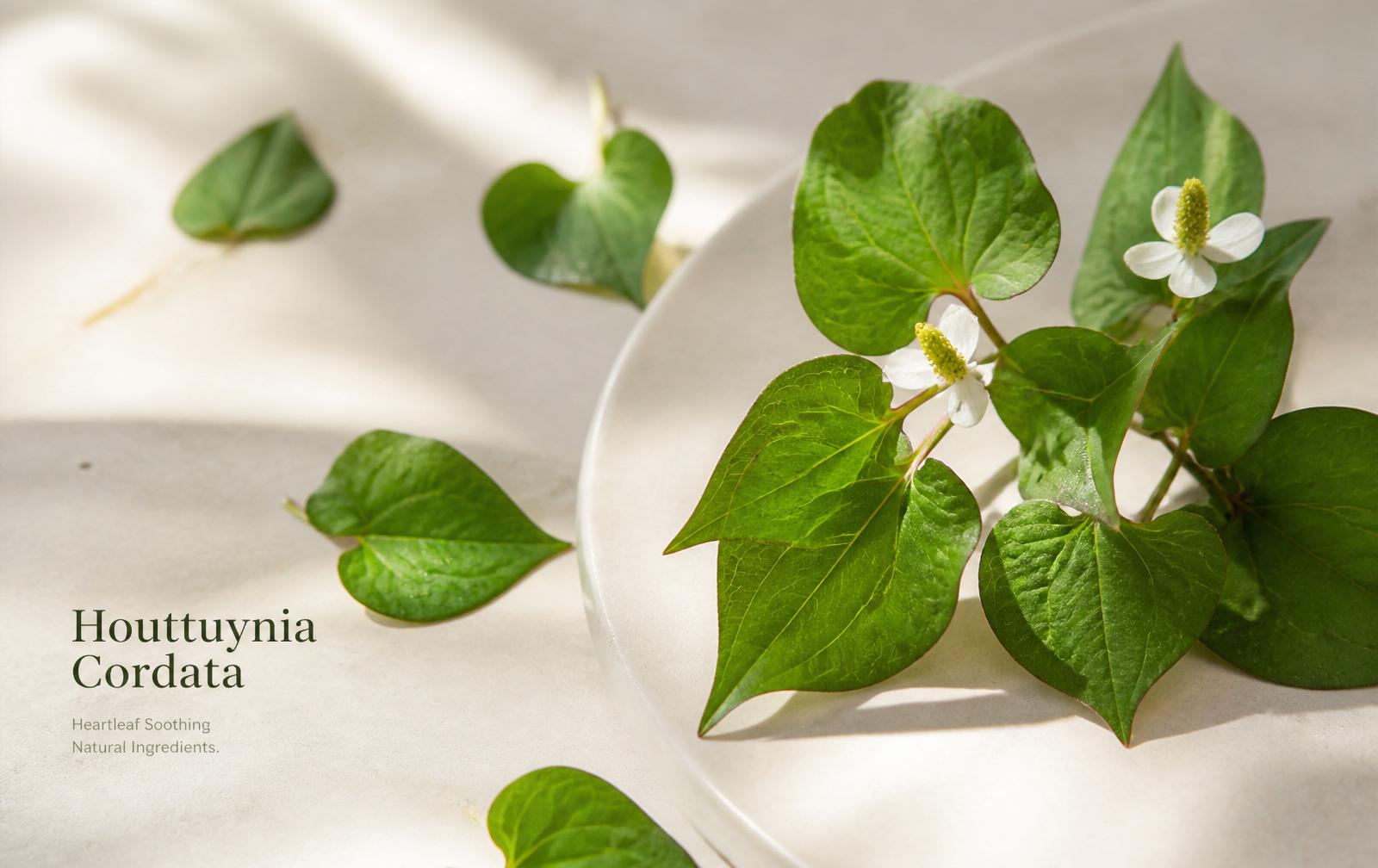 Centella vs. Heartleaf: Which Ingredient Is Better for Your Skin?